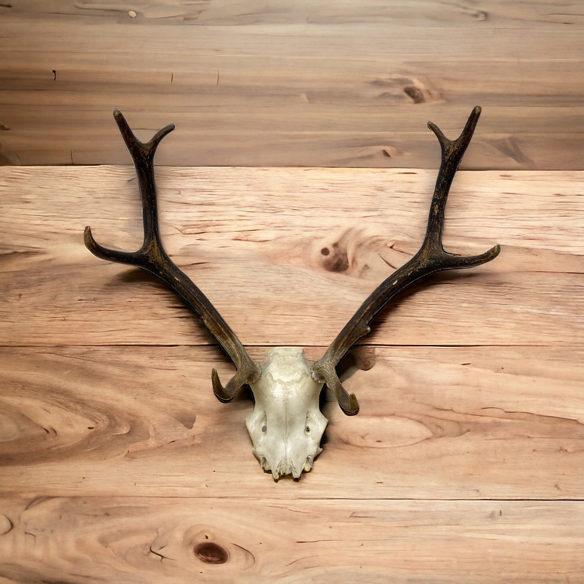 Wall Mounted Stag Antlers Symmetrical