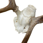 Load image into Gallery viewer, Deer Skull Mounting
