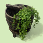 Load image into Gallery viewer, Chinese Well Garden Planter
